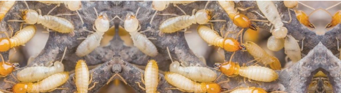 Cupins no Guarda-Roupa 24 HORAS